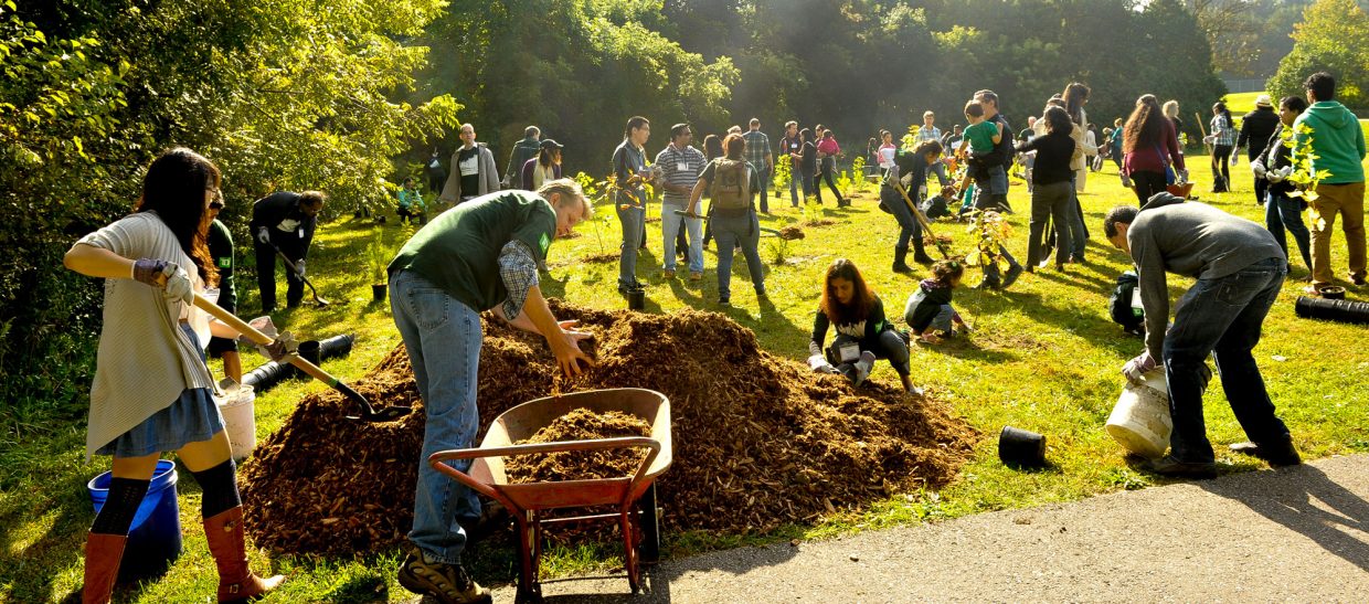 Volunteers help plant trees.